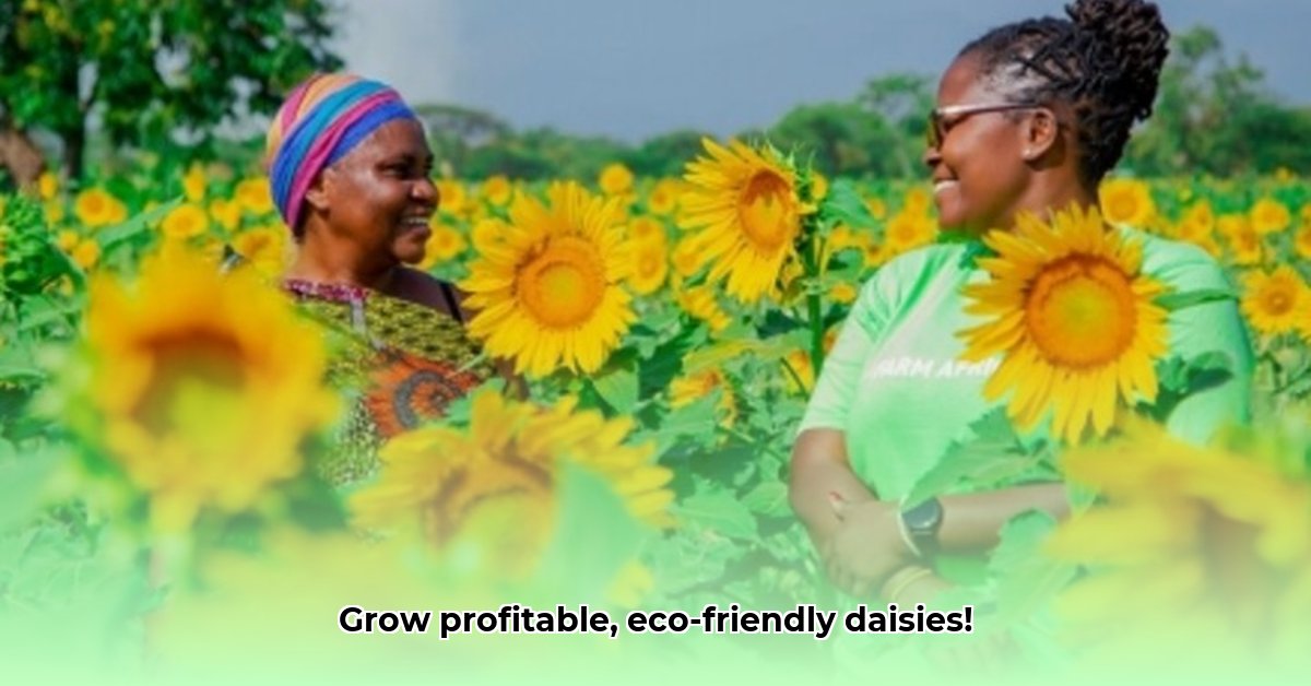 sustainable-daisy-farming-practices
